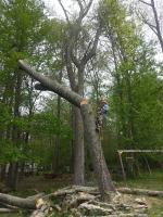 Cutting Edge Tree Care Specialists image 1
