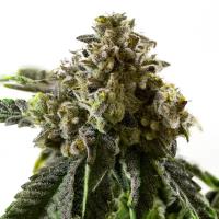 Amsterdam Marijuana Seeds image 1