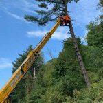 Mayer Tree Service image 8