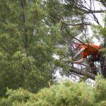 Mayer Tree Service image 7