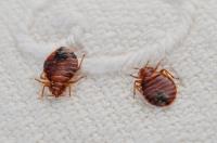 FL Bed Bug Experts image 2