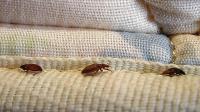 FL Bed Bug Experts image 1