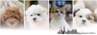 Westchester Puppies & Kittens image 1