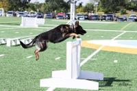 CTO Dog Training image 3