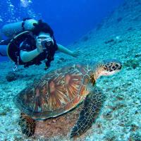 Scuba Diving Hawaii image 3