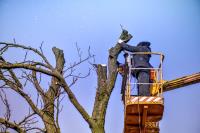 AJs Tree Service Hendersonville image 2