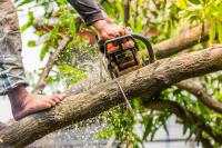 AJs Tree Service Hendersonville image 1