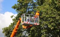 AJs Tree Service Hendersonville image 3