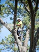 AJs Tree Service Hendersonville image 4