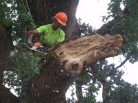 Aspen Tree Service, LLC image 8