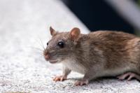 The Rodent Pros image 4