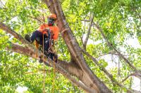 Tree Service Panama City FL image 5