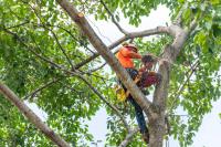Tree Service Panama City FL image 4