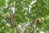 Tree Service Panama City FL image 2
