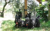 Schultes Scottish Terriers image 1