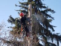 Timber Ridge Tree Service image 1