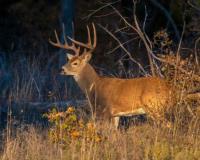 Trophy Whitetail Hunts image 2