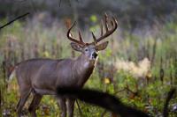 Trophy Whitetail Hunts image 3