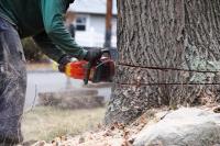 Branch Out Tree Services image 6