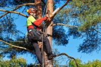 Southern Roots Tree Care image 7