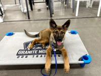 Granite Mountain Dog Training image 2