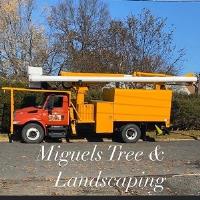 Miguels Tree & Landscaping image 5