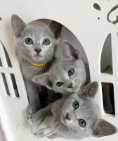 Russian Blue Cat House image 1