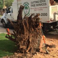 Cutting Edge Tree Services image 3