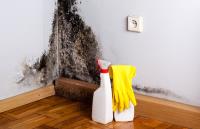 Mold Removal Lexington Solutions image 7