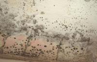 Mold Removal Lexington Solutions image 6
