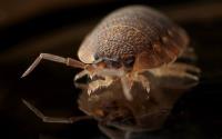 Creepy Creatures Termite And Pest Control image 3