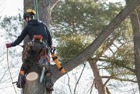 Sawyer Tree Service of Holly Springs image 2