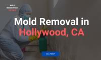 Mold Remediation Hotline Hollywood CA image 4