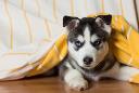 Siberian Huskies Puppies Golden Retrievers logo