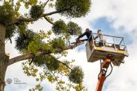 FTL Tree Services image 3