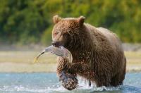 Alaska Bear Tours Homer image 1