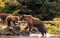 Alaska Bear Tours Homer image 2