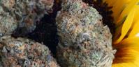 Attis Trading Co. | The Art of Fine Cannabis image 1