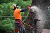 Cypress Tree Service image 2