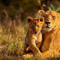 Kenya Safari Tours image 1
