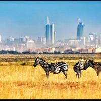 Kenya Safari Tours image 2