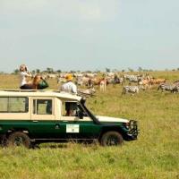 Kenya Safari Tours image 5