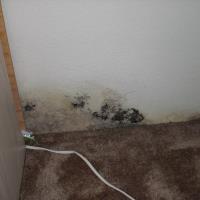 Dr Mold Removal Service image 3