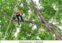 Anu Tree Service image 1