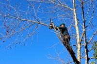 WEL Tree Service of Puyallup image 1