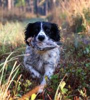 Rockin Robin Kennel & Outfitters image 3