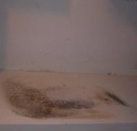 Coral Springs Ultimate Mold removal image 4