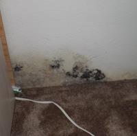 Coral Springs Ultimate Mold removal image 2