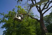 Johnny Appleseed Tree Service image 3