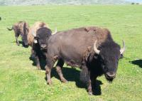 Hi Mountain Bison & Buffalo Hunts image 2